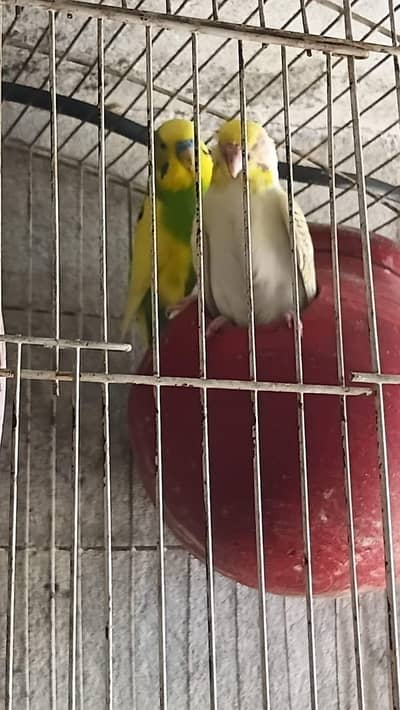 Australian parrots for sale with cage