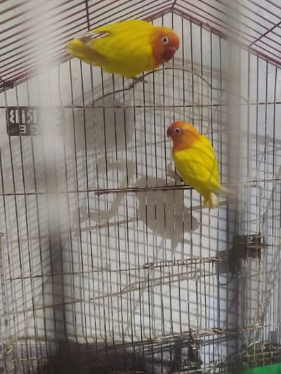 Latino parsanta ka breeder pair sale Faisalabad