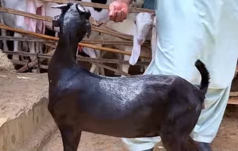 Pure teddi goat , teddi goat balck sesh