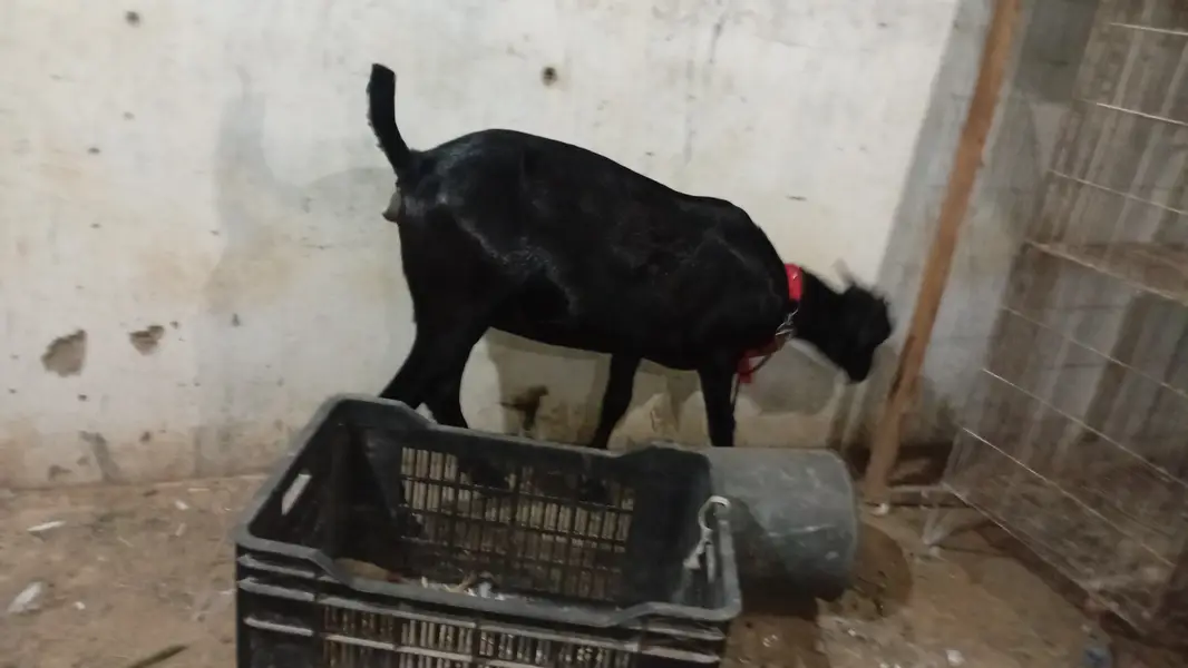 Pure teddi goat , teddi goat balck sesh — photo 2