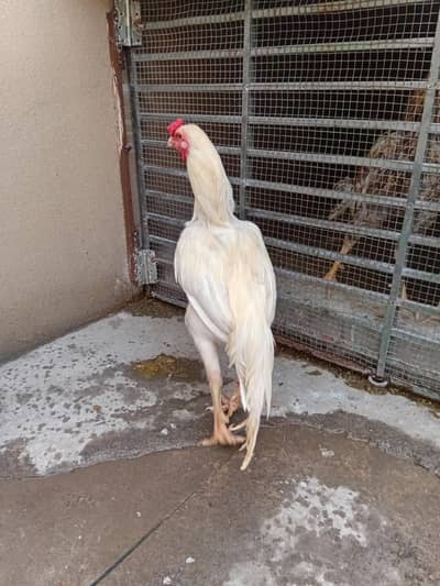 All birds for sale. please contact only serious buyers