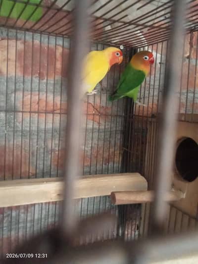 Breeding Pair of Love Birds for Sale