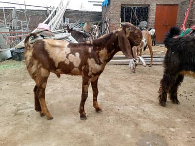 MASHALLAH beetal shera print male goat for salejhelum Karee