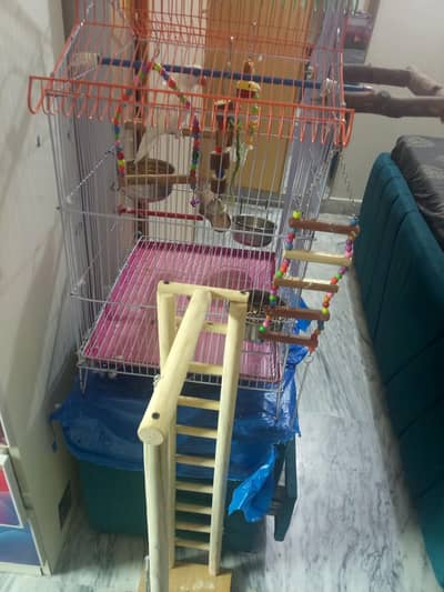 parrot for sale