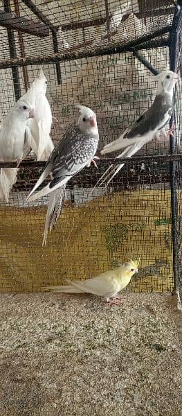 cocktail v pied,Eno,pearl,grey,pathy available