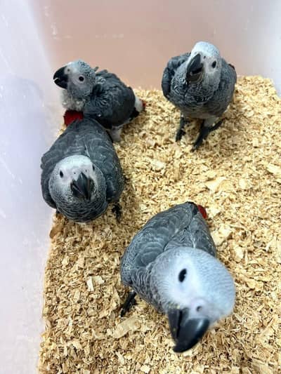 African grey parrot chicks for sale 0371=4361=525