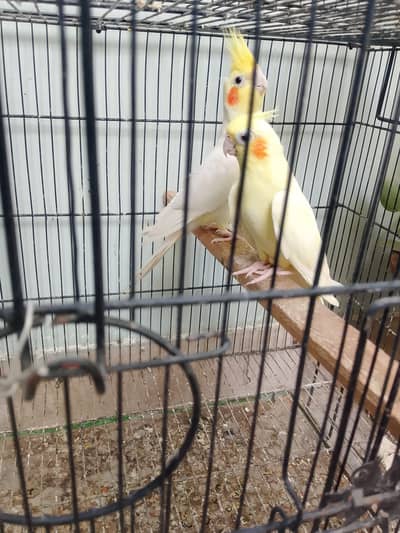 Healthy and active beautiful pair