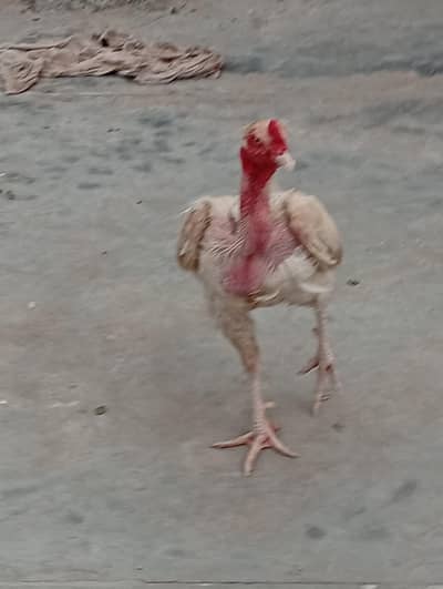 ASEEL FOR SALE