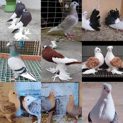 all pigeon available in reasonable price
