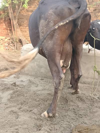 cow for sale