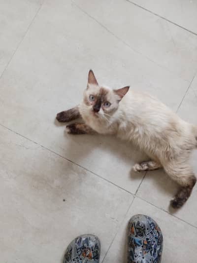 she is very intelligent  cat 