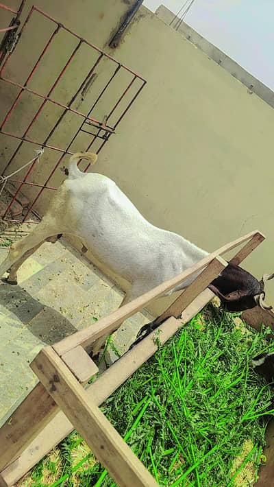 Kamori Cross Male Goat For Sale - Healthy | Hyderabad