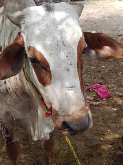 bull  and katta for sale