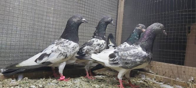 Taddi Dubwala jaldaar Kamagar pigeons for sale.