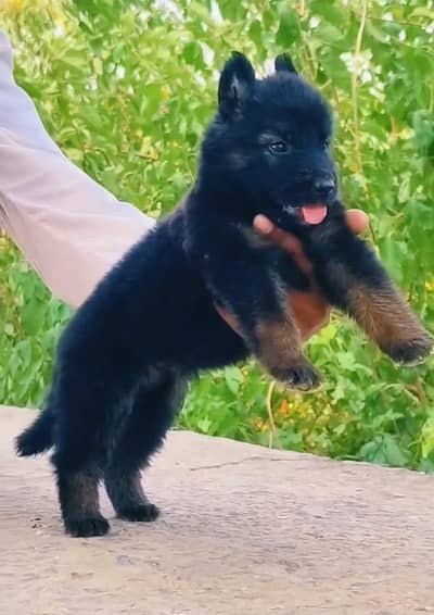 German Shepherd long coat puppy for sale