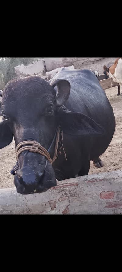 Nilli Fully Black 7 lakh