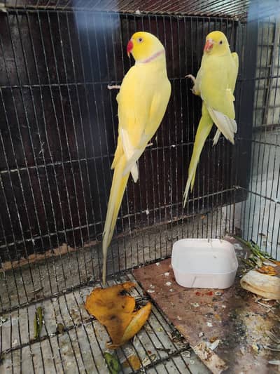 yellow ringnack jora