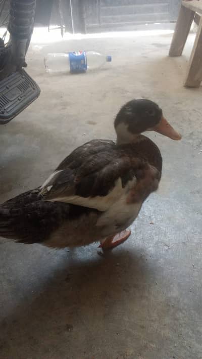 Duck for sale