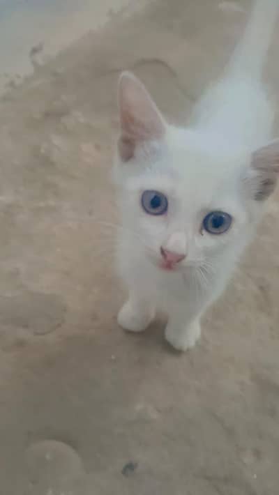 2 kitten aik ka diffrent eye clr hai
