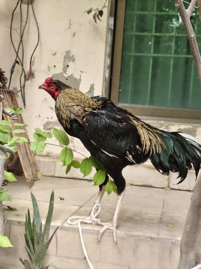 aseel breeder pair