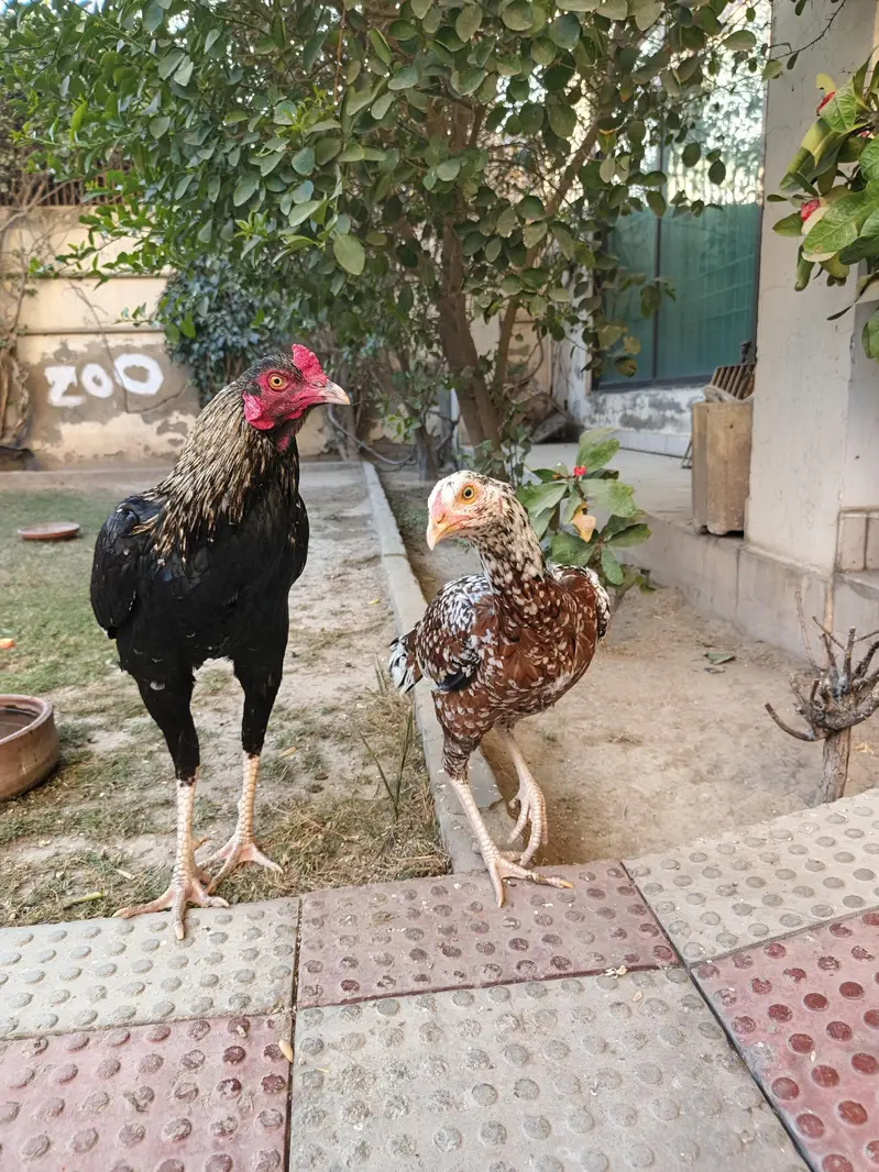 aseel breeder pair — photo 2