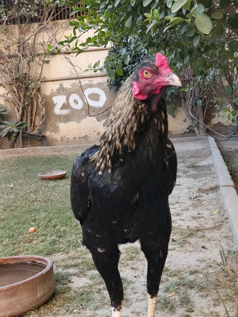 aseel breeder pair — photo 3