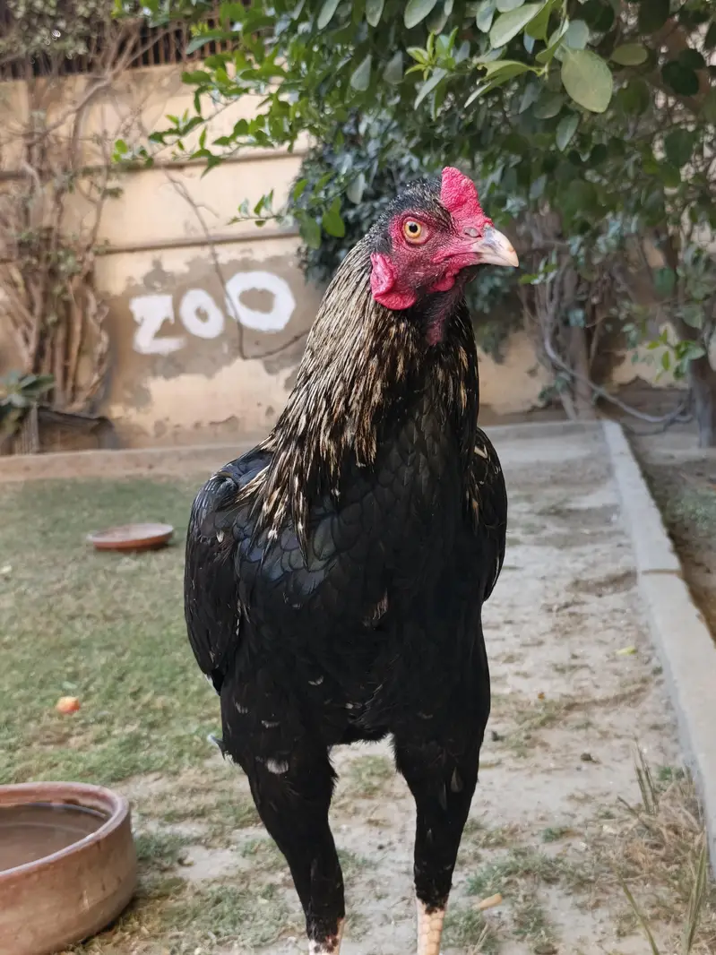 aseel breeder pair — photo 4
