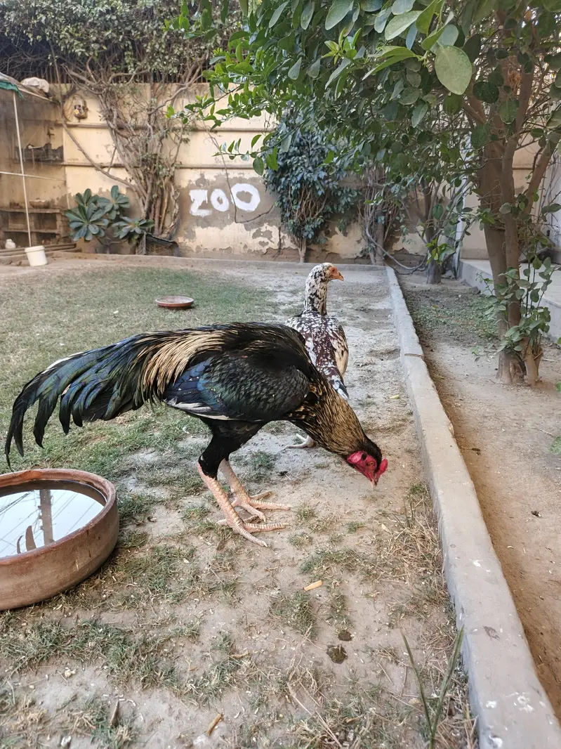 aseel breeder pair — photo 5