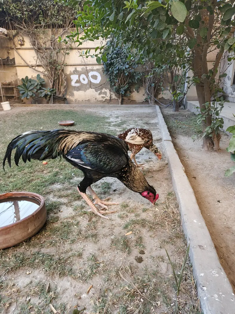 aseel breeder pair — photo 6