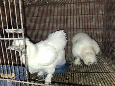 silky pair