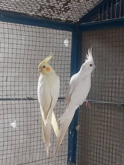 Cocktail Red eyes Top Quality breeder pair fancy bird