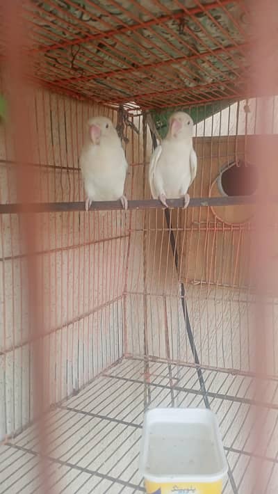 Lovebirds in red eyes and full white in colour