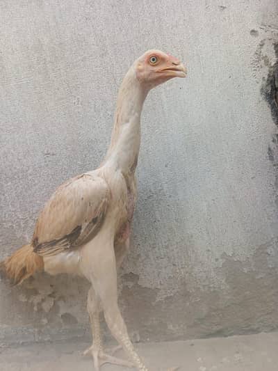 shamo madhi for sale delivery available