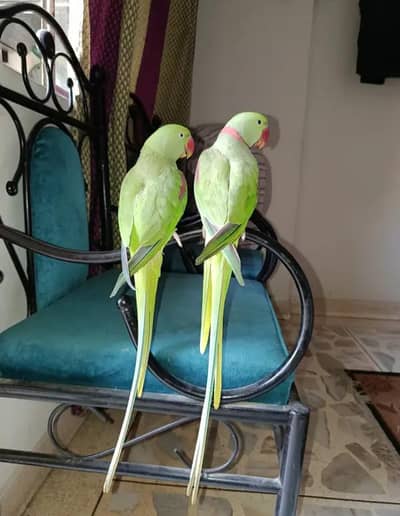 Kashmiri raw parrot for sale