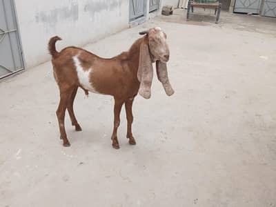 Bakra