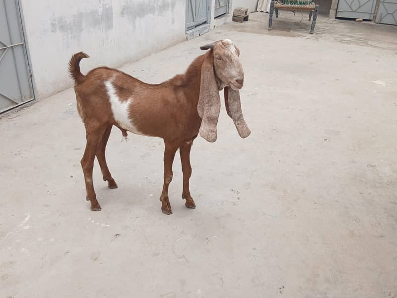 Bakra for sell 1