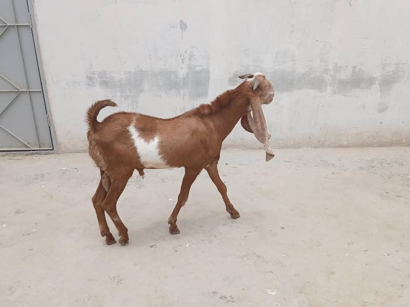 Bakra for sell 2