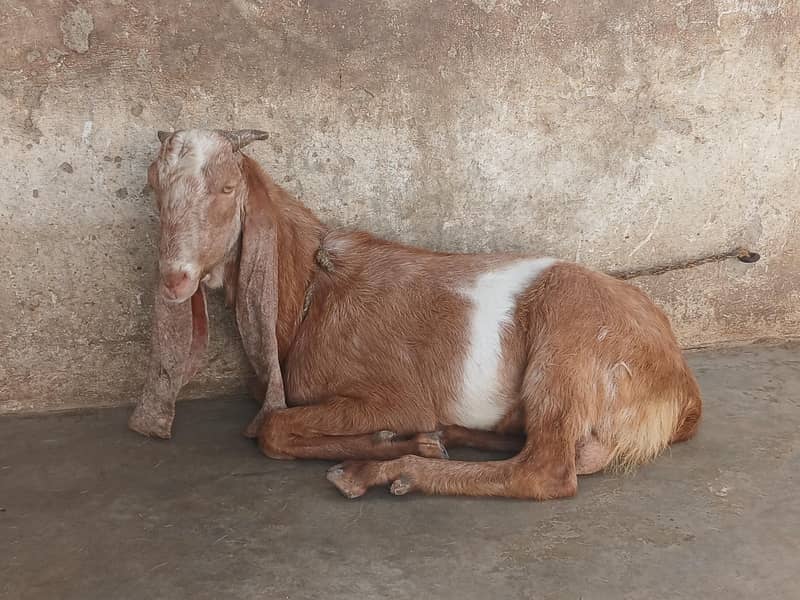 Bakra for sell 3