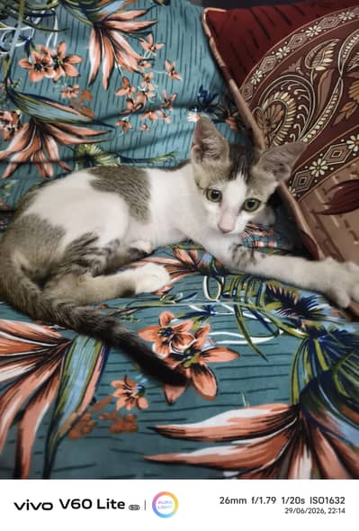 kitten for adoption