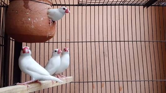 White Jawa ( 1 Breader Pair Rs. 2199 )