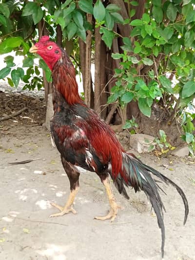 lakha aseel murga