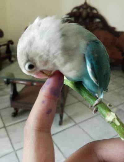 Love birds mint condition with one hand tame (80%} active birds