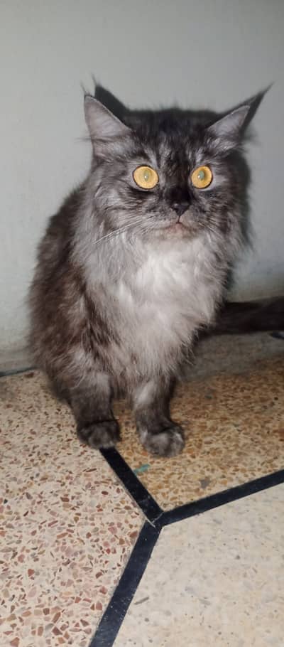 Persian Adult Cat Triple Coat