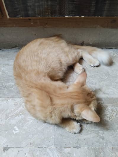 Healthy Female Orange Cat for Sale – 1.5 to 2 Years Old