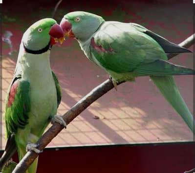 Raw male tamed parrot