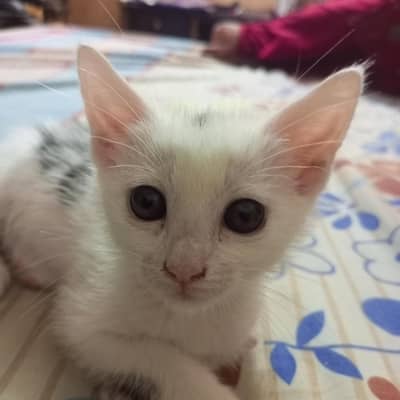 cat for salae