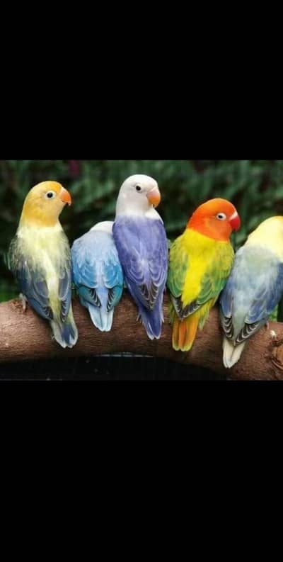 love birds pairs for sale