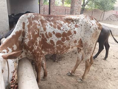 cow for sale