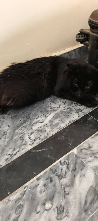 Persian cat