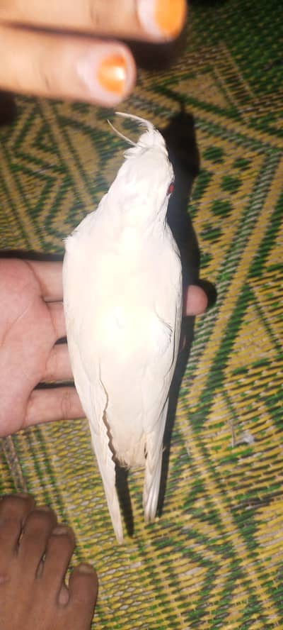Cockatiel parrot for sale 1pair and 2 chicks